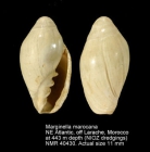 Marginella marocana