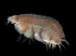 Lepidepecreum longicornis (Bate & Westwood, 1862) Lepidepecreum longicornis (Bate & Westwood, 1862)