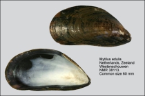 Mytilus edulis