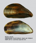 Mytilus edulis