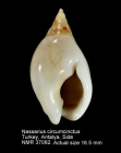 Nassarius circumcinctus