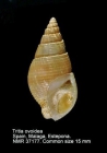 Nassarius ovoideus