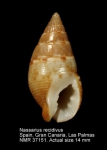 Nassarius recidivus