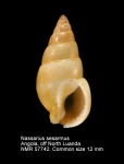 Nassarius sesarmus