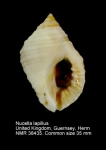 Nucella lapillus