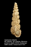 Opaliopsis atlantis