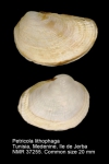 Petricola lithophaga
