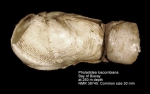 Pholadidea loscombiana