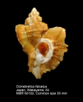 Ocinebrellus falcatus