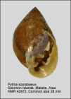 Pythia scarabaeus