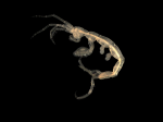 Pariambus typicus (Kroyer, 1844) Pariambus typicus (Kroyer, 1844)