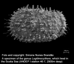 Left valve of Legitimocythere