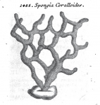 Spongia coralloides Scopoli, 1772 Spongia coralloides Scopoli, 1772
