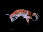 PNG file