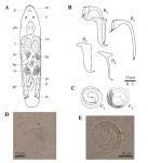 Trigonostomum vanmecheleni Trigonostomum vanmecheleni