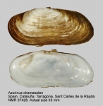 Azorinus chamasolen