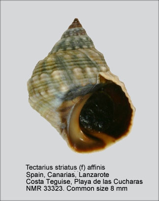Tectarius striatus