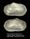 Phascoliophila phascolionis