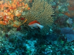 Cephalopholis fulva