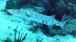 Sphyraena barracuda