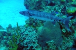 Sphyraena barracuda