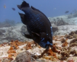 Scarus coelestinus