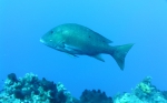 Lutjanus analis