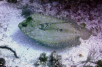 Bothus lunatus