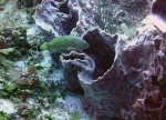 Epinephelus guttatus