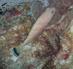Epinephelus guttatus