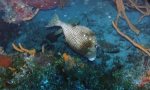 Lactophrys bicaudalis