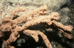 Clathria reinwardti Clathria reinwardti