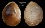 Crepidula moulinsii Michaud, 1829 Specimen from La Goulette, Tunisia (among algae 0-1 m, 30.08.2008), actual size 5.1 mm Crepidula moulinsii Michaud, 1829 Specimen from La Goulette, Tunisia (among algae 0-1 m, 30.08.2008), actual size 5.1 mm