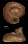 Vermetus rugulosus Monterosato, 1884 Specimen from Salakta, Tunisia, actual size 1.3 mm Vermetus rugulosus Monterosato, 1884 Specimen from Salakta, Tunisia, actual size 1.3 mm