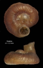 Vermetus rugulosus Monterosato, 1884 Specimen from Salakta, Tunisia, actual size 1.3 mm
