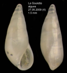 Melanella praecurta (Pallary, 1904)Specimen from La Goulette, Tunisia (among algae 0-1 m, 27.05.2009), actual size 1.5 mm Melanella praecurta (Pallary, 1904)Specimen from La Goulette, Tunisia (among algae 0-1 m, 27.05.2009), actual size 1.5 mm