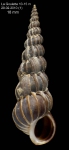 Epitonium turtonis (Turton, 1819) Specimen from La Goulette, Tunisia (soft bottoms 10-15 m, 20.02.2010), actual size 18.0 mm. Epitonium turtonis (Turton, 1819) Specimen from La Goulette, Tunisia (soft bottoms 10-15 m, 20.02.2010), actual size 18.0 mm.