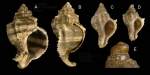 Hexaplex trunculus (Linnaeus, 1758) A-D: Specimens from La Goulette, Tunisia (soft bottoms 10-15 m, 30.03.and 23.12.2009), actual size 56 mm, 10 mm and 7.8 mm. E: détail of protoconch of specimen D. Hexaplex trunculus (Linnaeus, 1758) A-D: Specimens from La Goulette, Tunisia (soft bottoms 10-15 m, 30.03.and 23.12.2009), actual size 56 mm, 10 mm and 7.8 mm. E: détail of protoconch of specimen D.