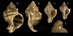 Hexaplex trunculus (Linnaeus, 1758) A-D: Specimens from La Goulette, Tunisia (soft bottoms 10-15 m, 30.03.and 23.12.2009), actual size 56 mm, 10 mm and 7.8 mm. E: détail of protoconch of specimen D.