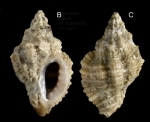 Ocinebrina edwardsii (Payraudeau, 1826) Specimen from La Goulette, Tunisia (among algae 0-1 m, 24.12.2009), actual size 13.5 mm.