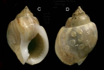 Nassarius mutabilis (Linnaeus, 1758) Specimen from La Goulette, Tunisia (soft bottoms 10-15 m, 31.03.2010), actual size 15.9 mm. Note the last whorl covered with egg capsules of another gastropod Nassarius mutabilis (Linnaeus, 1758) Specimen from La Goulette, Tunisia (soft bottoms 10-15 m, 31.03.2010), actual size 15.9 mm. Note the last whorl covered with egg capsules of another gastropod