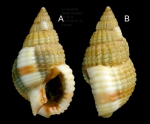 Nassarius pygmaeus (Lamarck, 1822) Specimen from La Goulette, Tunisia (soft bottoms 10-15 m, 31.03.2010), actual size 8.9 mm.