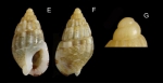 Nassarius cuvierii (Payraudeau, 1826) Specimen from La Goulette, Tunisia (among algae 0-1 m, 23.02.2020), actual size 6.2 mm. G: Protoconch, same specimen Nassarius cuvierii (Payraudeau, 1826) Specimen from La Goulette, Tunisia (among algae 0-1 m, 23.02.2020), actual size 6.2 mm. G: Protoconch, same specimen