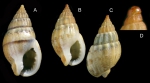 Nassarius unifasciatus (Kiener, 1834) Specimens from La Goulette, Tunisia (among seagrass Cymodocea nodosa, 20.11.2008), actual size 14.5 and 12.5 mm. D: Protoconch and early whorls, same specimen as C. Nassarius unifasciatus (Kiener, 1834) Specimens from La Goulette, Tunisia (among seagrass Cymodocea nodosa, 20.11.2008), actual size 14.5 and 12.5 mm. D: Protoconch and early whorls, same specimen as C.