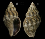Pollia scacchiana (Philippi 1844) Specimen from Radès, Tunis harbour, Tunisia, actual size 13.2 mm.