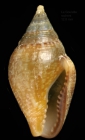 Columbella rustica (Linnaeus, 1758) Specimen from La Goulette, Tunisia (among algae 0-1 m, 22.06.2008), actual size 12.8 mm