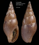 Mitrella scripta (Linnaeus, 1758)Specimen from La Goulette, Tunisia (mixed bottoms 3-4 m, 30.03.2009), actual size 13.9 mm. Mitrella scripta (Linnaeus, 1758)Specimen from La Goulette, Tunisia (mixed bottoms 3-4 m, 30.03.2009), actual size 13.9 mm.