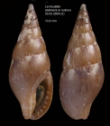 Mitrella scripta (Linnaeus, 1758)Specimen from La Goulette, Tunisia (mixed bottoms 3-4 m, 30.03.2009), actual size 13.9 mm.