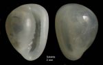 Granulina marginata (Bivona, 1832) Specimen from Salakta, Tunisia, actual size 2.0 mm Granulina marginata (Bivona, 1832) Specimen from Salakta, Tunisia, actual size 2.0 mm