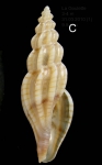 Mangelia attenuata (Montagu, 1803) Specimen from La Goulette, Tunisia (soft bottoms 3-4 m, 31.03.2010), actual size 9.9 mm.
